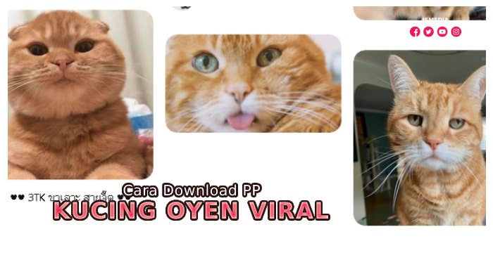 Cara Download PP Kucing Oyen Viral