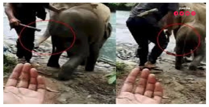Apa Isi Video Gajah Viral