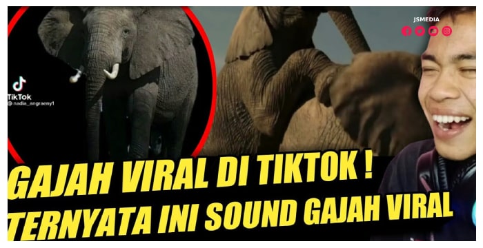 Link Nonton Video Gajah Viral