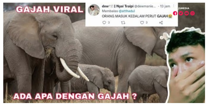 Video Gajah Viral Di TikTok