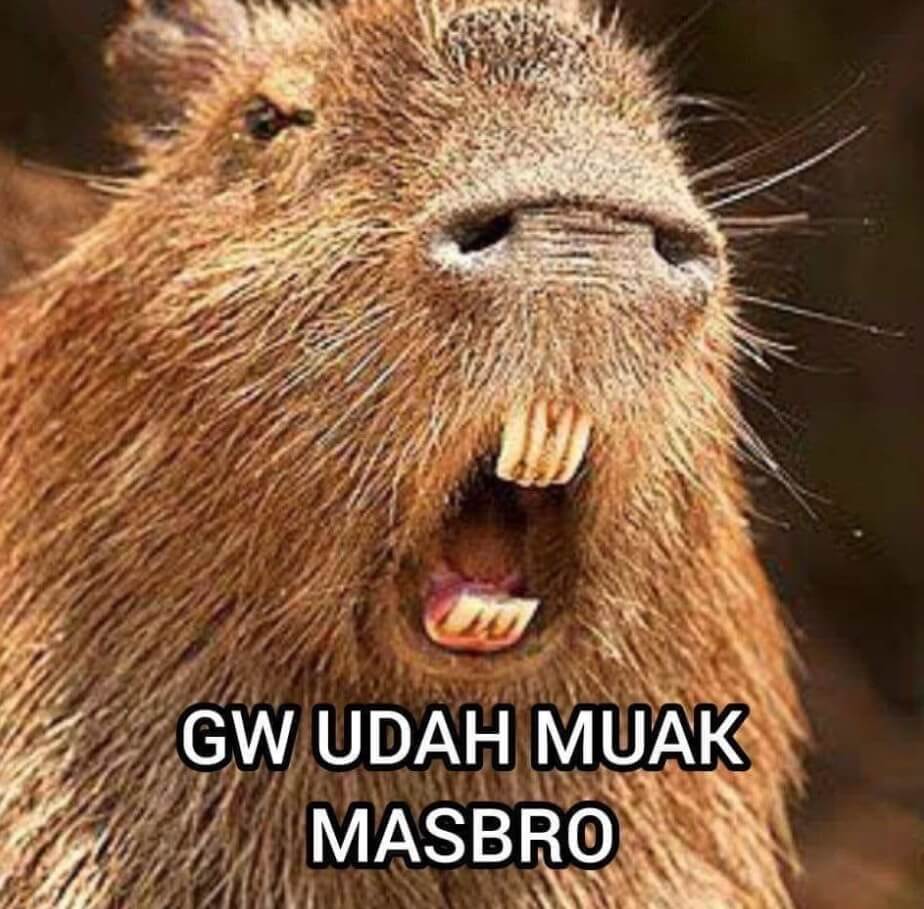 Kapibara GW udah muak masbro