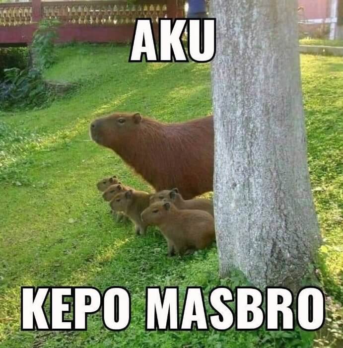 Kapibara Aku Kepo Masbro