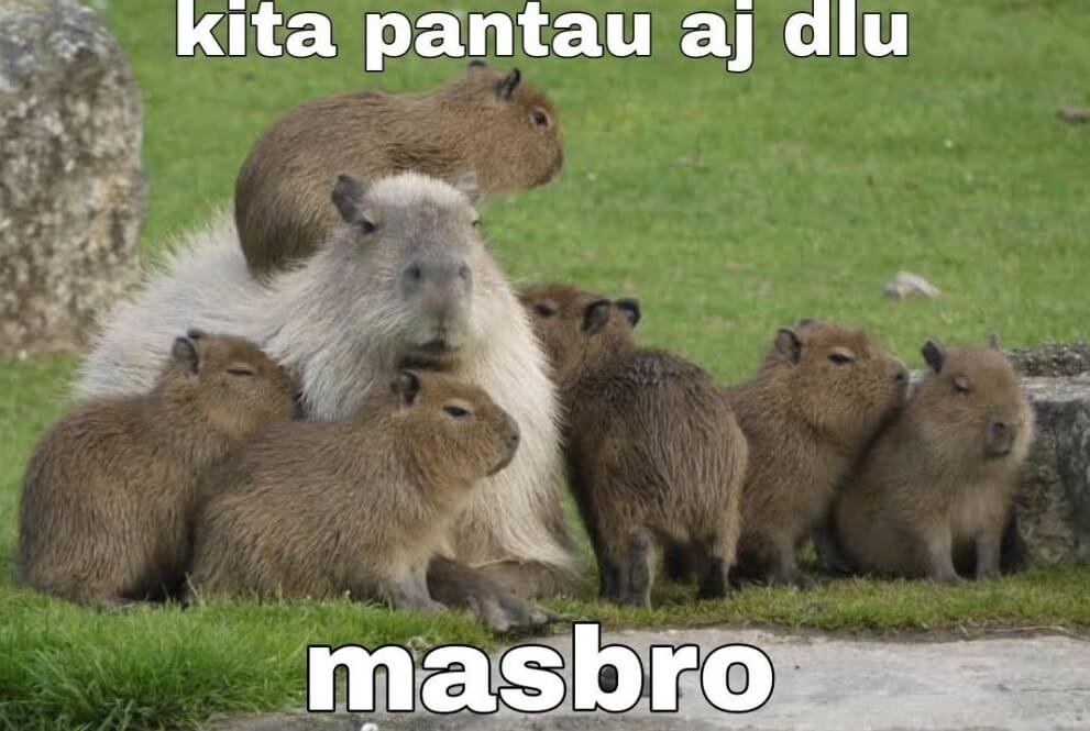 Kapibara Kita pantau aja dulu Masbro