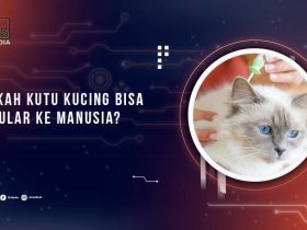 Apakah Kutu Kucing Menular ke Manusia