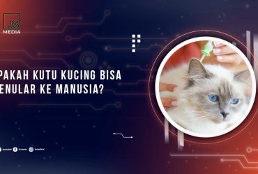 Apakah Kutu Kucing Menular ke Manusia