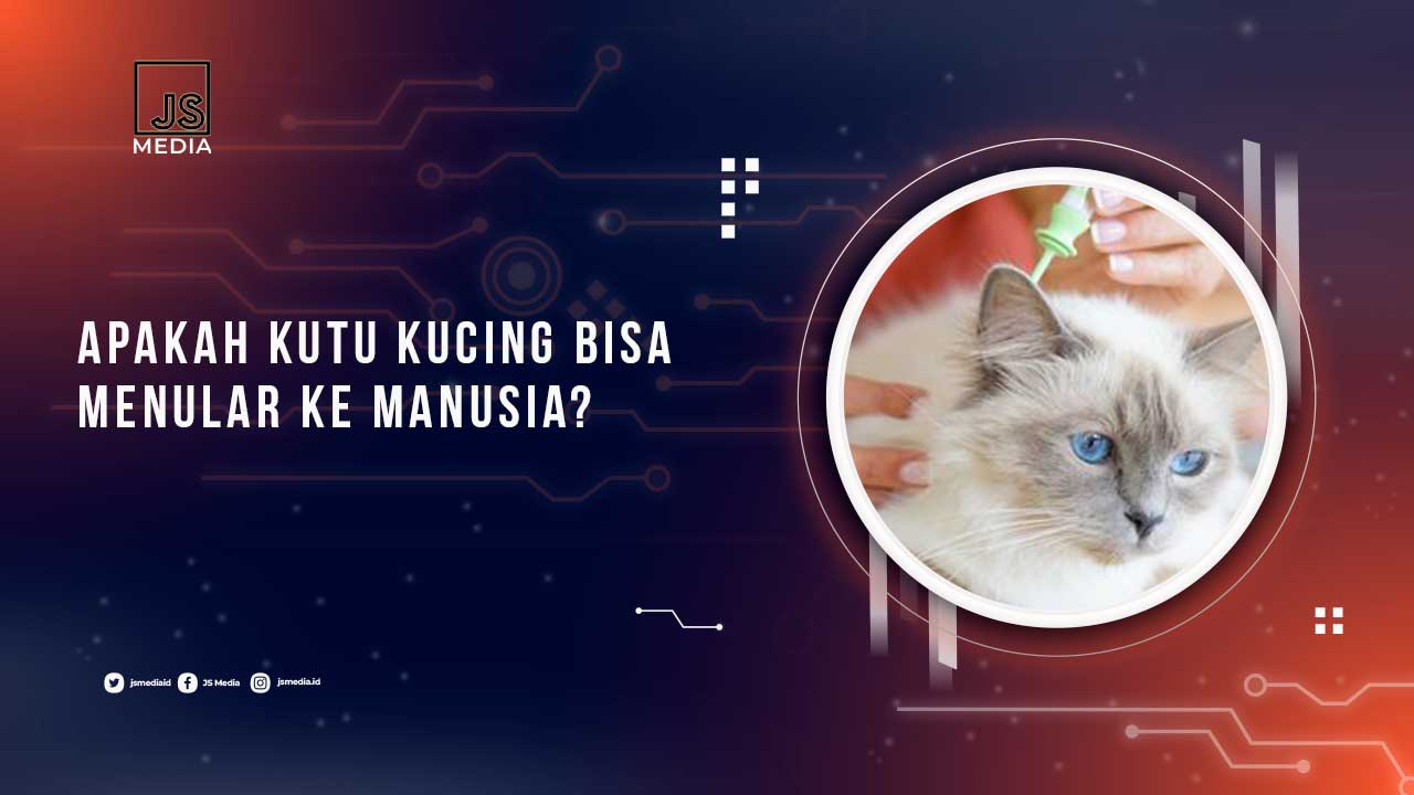 Apakah Kutu Kucing Menular ke Manusia
