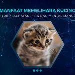 Manfaat Memelihara Kucing Untuk Kesehatan