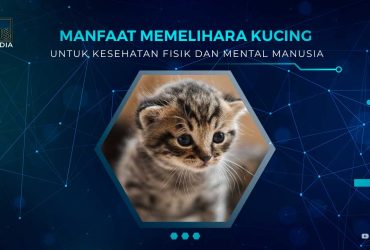 Manfaat Memelihara Kucing Untuk Kesehatan