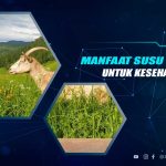 Manfaat Susu Kambing Untuk Kesehatan