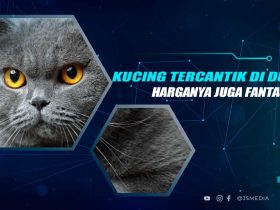 Kucing Tercantik
